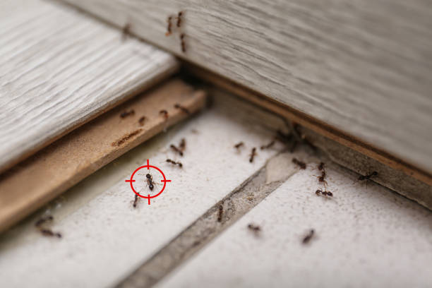 Best Flea Control Services  in Hartley, CA