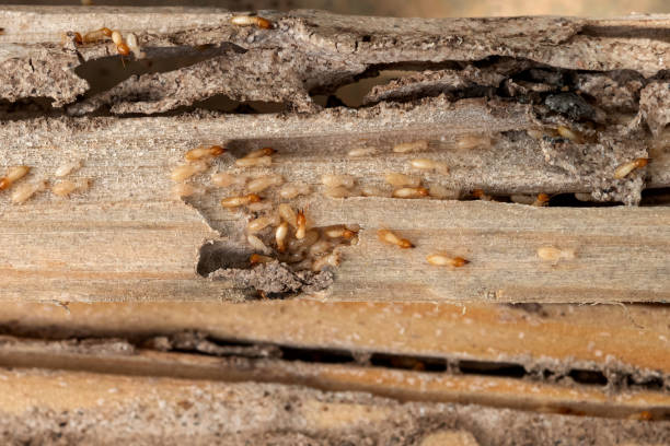 Best Pest Control for Homes  in Hartley, CA